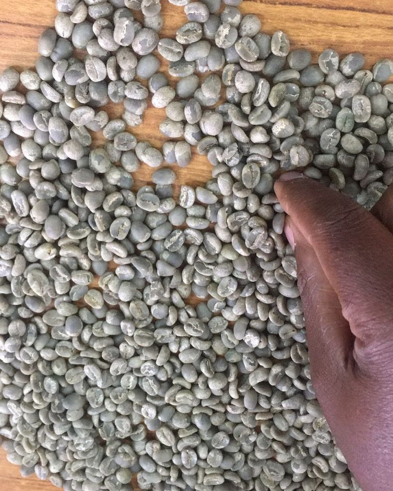 Kenya AA green coffee beans